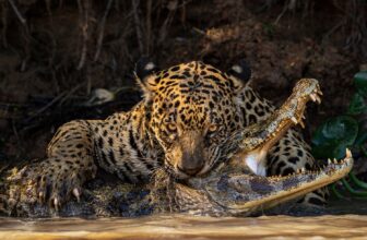 Sink Your Enamel Into the Finest Nature Photos of the Yr