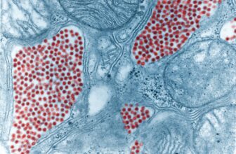 A Uncommon, Lethal Mosquito Virus Has Emerged in New York