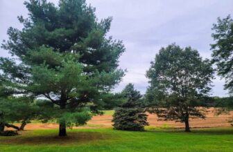 The Little Issues Publication #436 – Life, laughter, and many nice meals!