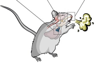 How the Mind Separates Sneezing From Coughing, In keeping with Mice
