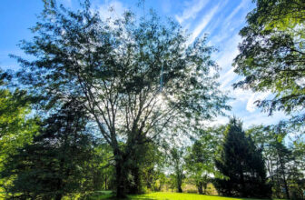 The Little Issues E-newsletter #437 – Life, laughter, and plenty of nice meals!