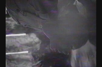 Kate Siegel on Increasing Her V/H/S Horror Quick Right into a Characteristic