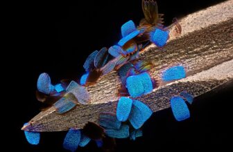 The 20 Greatest Photographs From Nikon’s Small World Up Shut Competitors