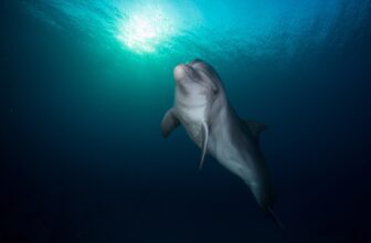 This Solitary Dolphin within the Baltic Sea Is Actually Going By It Proper Now