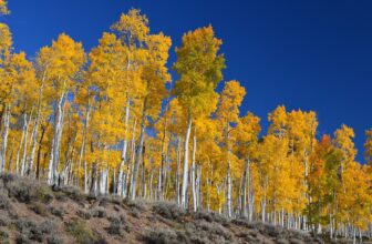 Pando, Earth’s Largest Dwelling Organism, Could possibly be 80,000 Years Previous