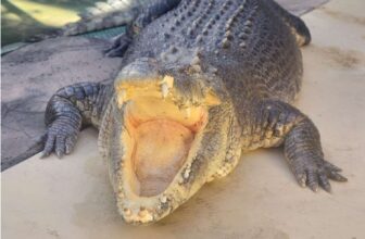 True Star of Crocodile Dundee, Burt the Croc, Dies at 90