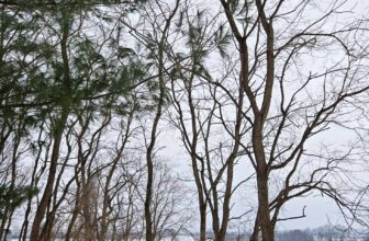 The Little Issues Publication #453 – Life, laughter, and plenty of nice meals!